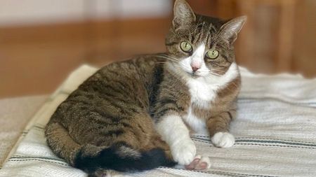 3½ Zimmer-Wohnung in Zürich - Kreis 9 Altstetten, möbliert, auf Zeit - Photo 5