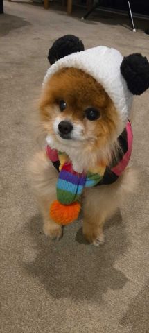 Templestowe Lower - Photo 3