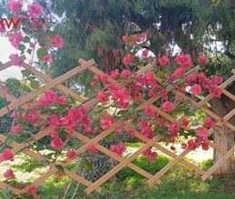 Διαμέρισμα για ενοικίαση - Καλύβια Θορικού - Photo 6