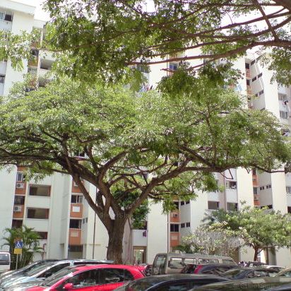 Blk 202 Tampines Street 21 (Tampines), HDB 3 Rooms - For Rent - Photo 1