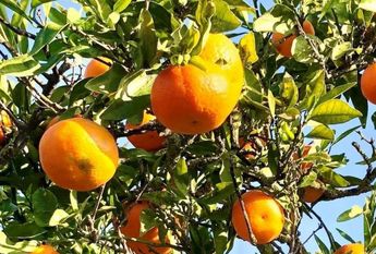 Farmhouse - Estepona (Costa Del Sol Occidental-Área)