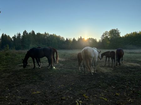 Norrskedika, Östhammar - Foto 5