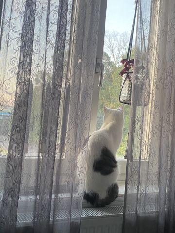 Nils Ericsonsgatan, Falköping - Foto 2