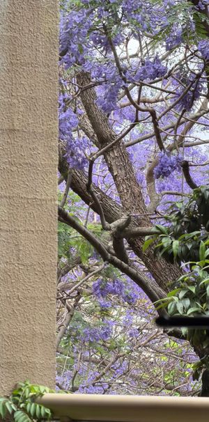 Erskineville - Photo 2