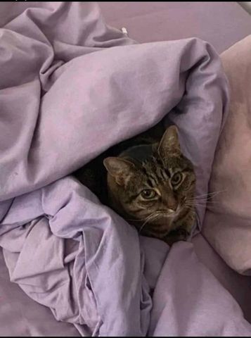 Room in a Shared Flat, London, N16 - Photo 2