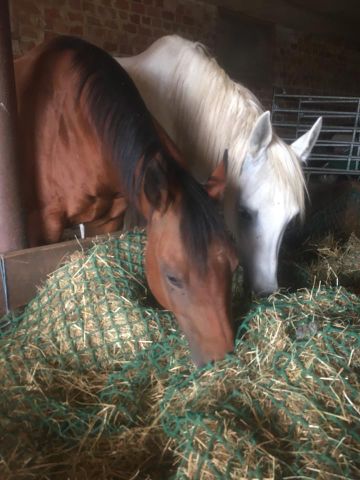 Wohnung mit 3ZKB auf Pferdehof - wohnen zusammen mit deinem Pferd - Foto 4