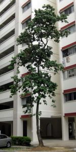 Blk 528 Hougang Avenue 6 (Hougang), HDB 3 Rooms - For Rent - Photo 4