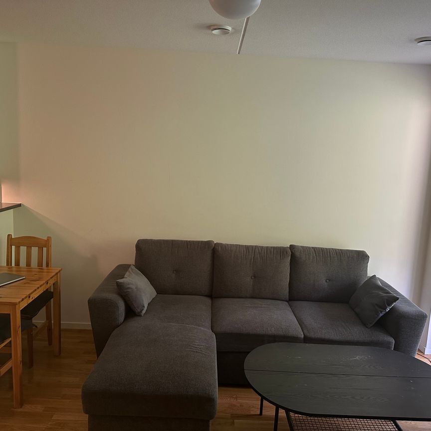 Gaffelseglet, Vega - Photo 1