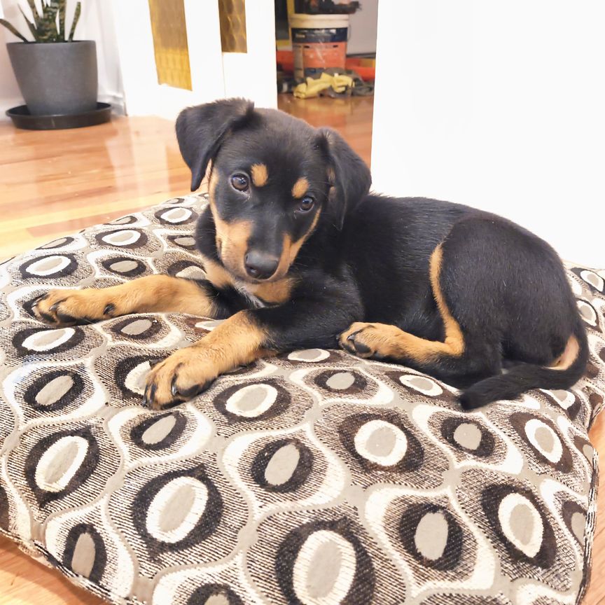 Springvale South - Photo 1