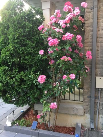 For Lease - 126 Pinedale Gate, Vaughan, Ontario - Photo 4