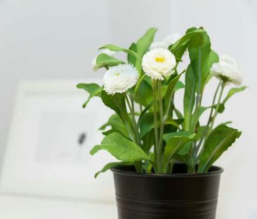 Via Bartolomeo DAlviano, Milan, Lombardy 20146 - Photo 6