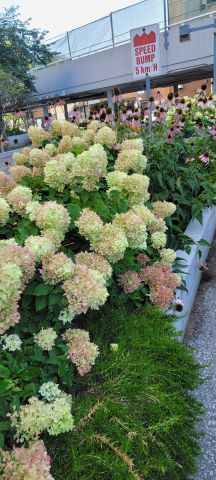 For Lease - 3 Massey Square Unit# 1102, Toronto, Ontario - Photo 5