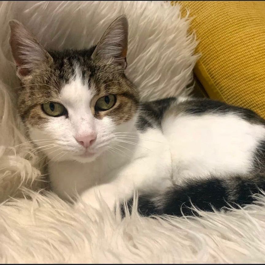 Herne Hill - Photo 1