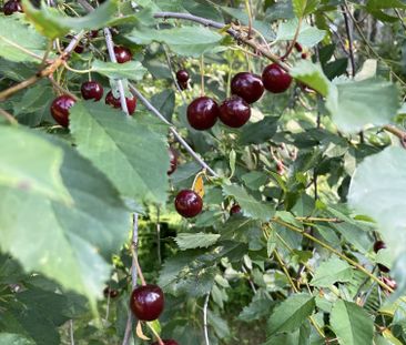 Bergsvägen, Lidingö - Foto 2