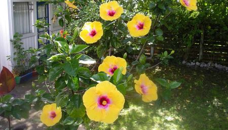 Furnished or unfurnished self contained studio - Photo 3