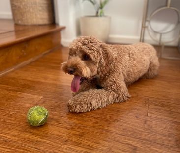 North Narrabeen - Photo 3