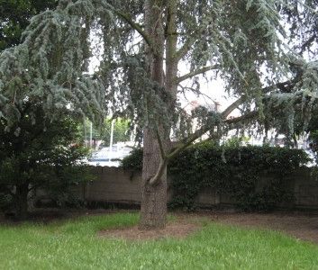Maison à louer Cesson Sevigne - 176 m² - Photo 3