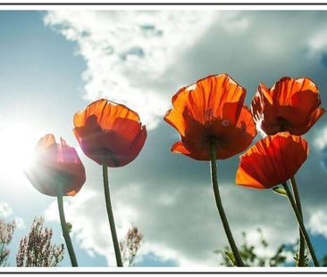 Unwiderstehlich!!! DG Terrassenwohnung mit Lift und frisch renoviert - Photo 1