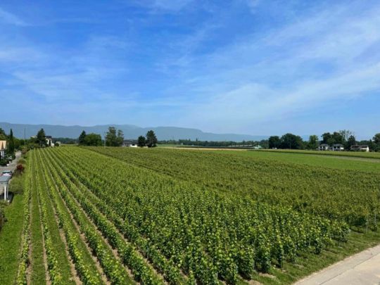 Belle maison mitoyenne avec grand jardin privative à Coppet - Photo 1