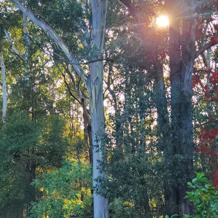 Carlingford - Photo 4