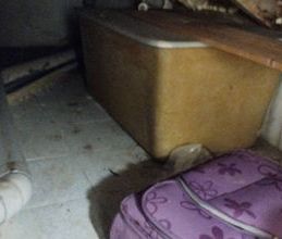 Μεζονέτα για ενοικίαση - Συκιές, - Photo 5