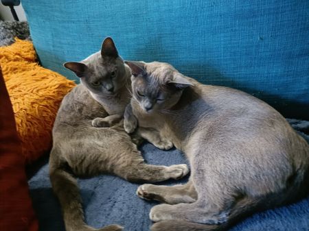 Karolinagatan, Solna - Photo 3