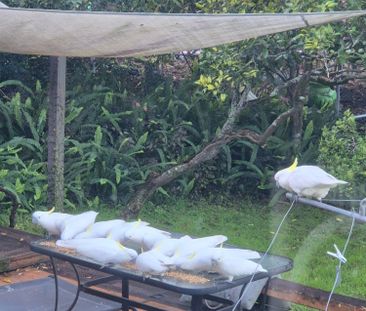 West Pennant Hills - Photo 4