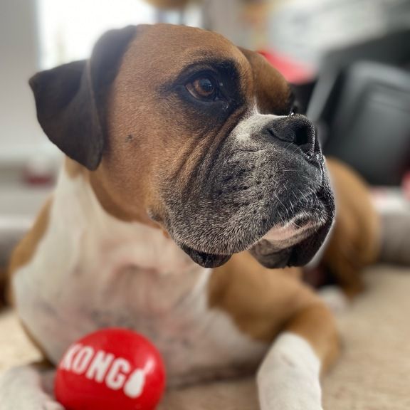 3 ½ à Louer, Animaux Acceptés! - Photo 1