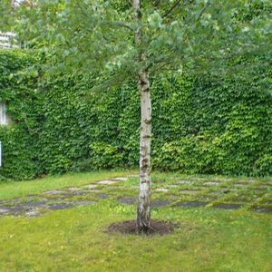 15481 NEU SANIERT! - Photo 2