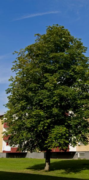 Trebackalånggatan 166 - Photo 1