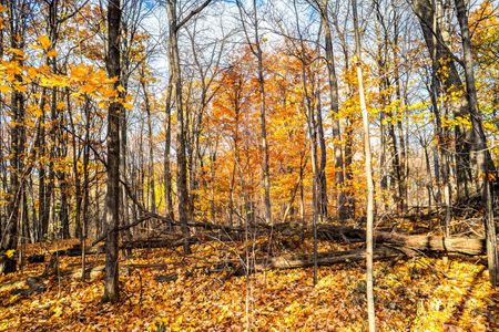 For Lease - 76 North Park Drive, Toronto, Ontario - Photo 4