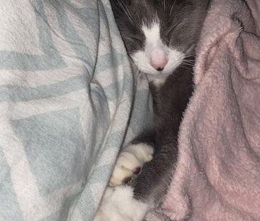 DRINGEND 3 Zimmer Wohnung gesucht Münster - Foto 1