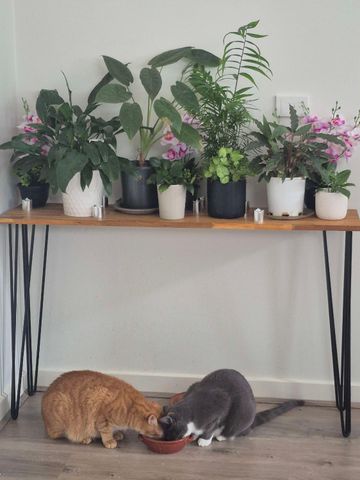 Sunshine West - Photo 4