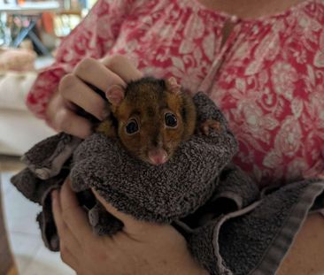 Maroochydore - Photo 5