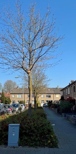 Kanariestraat - Foto 1