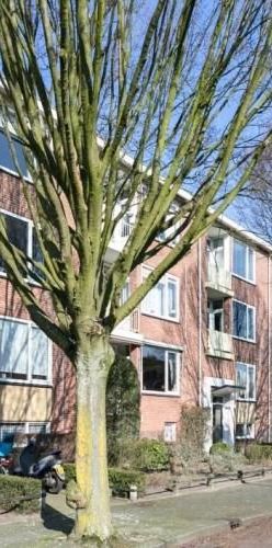 Beverlaan, 1216 GD Hilversum, Nederland - Photo 1
