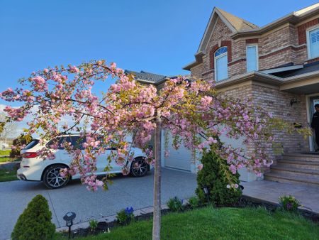 For Lease - 89 Pertosa Drive, Brampton, Ontario - Photo 4