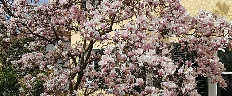 Top 3,5 Zimmer Wohnung in traumhafter Altbau-Villa im Frauenland - Photo 1