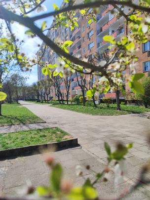 Przytulna kawalerka na wynajem (440048) - Photo 1