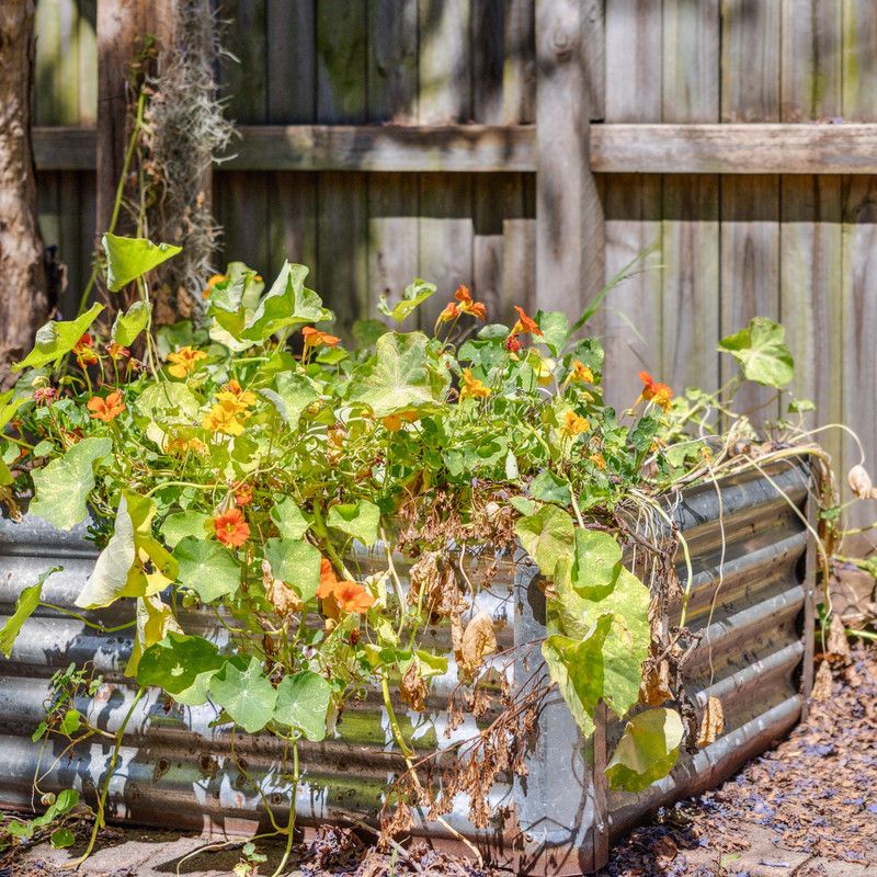 15 O'Neill Street, Lilyfield NSW 2040 - House For Rent | Domain - Photo 1