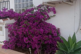 Piso de alquiler en Partida Devesa, 54, Oliva Nova