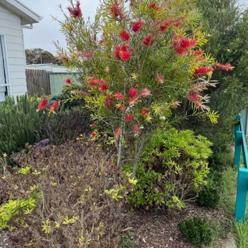 18A Gardiner St, Goolwa SA 5214 - House For Rent | Domain - Photo 2