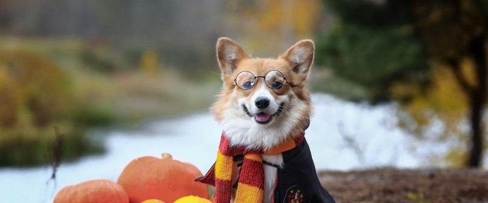 SUCHE WOHNUNG in Branitz, Kahren, Merzdorf, Dissenchen, CB Umland - Foto 1