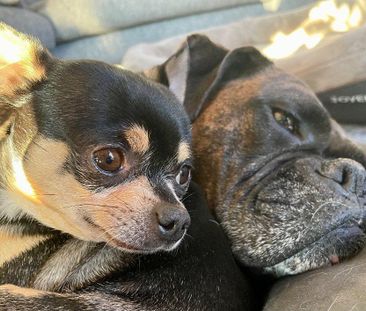 3 ½ à louer! - Photo 4