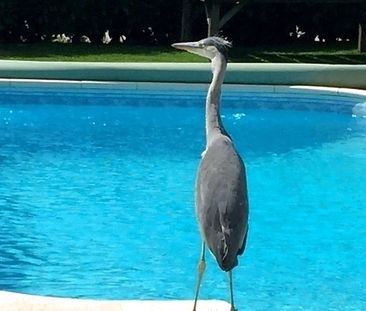 1 Zimmer-Wohnung in Obergösgen (SO), möbliert - Photo 5