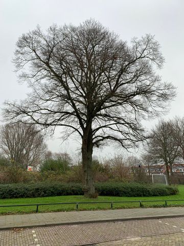 Te huur: Appartement De Lannoystraat in Vlissingen - Photo 3