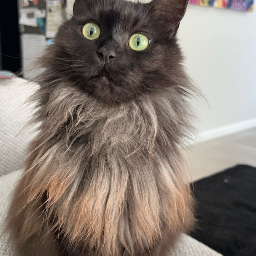 Port Adelaide - Photo 2