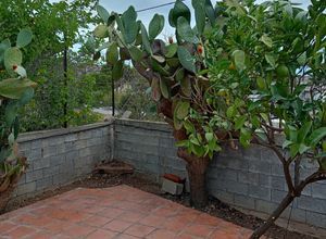 Μονοκατοικία για ενοικίαση - Σαλαμίνα, - Photo 5