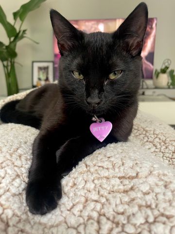 Port Melbourne - Photo 3