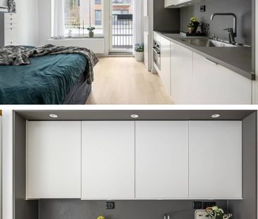 Gaffelseglet, Vega - Photo 1